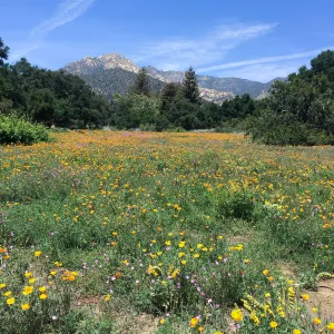 SBBG Meadow with La Cumbre Peak in background. Poppies, Achillea (yarrow)