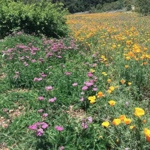 SBBG Meadow with La Cumbre Peak in background. Poppies, Achillea