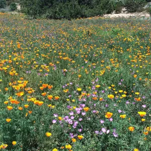 SBBG Meadow, Poppies, Clarkia, Achillea