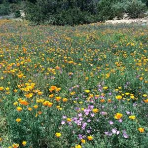 SBBG Meadows, Poppies, Clarkia, Achillea