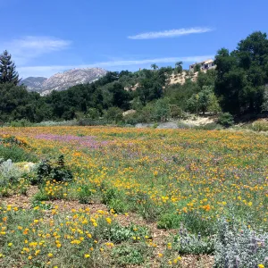 SBBG Meadow with La Cumbre Peak in background. Poppies, Achillea
