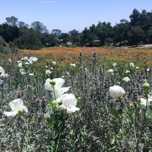 Meadow View with Matilja Poppy in foreground