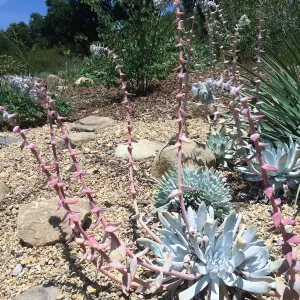 Dudleya display, Dudleya (liveforevers)hybrid 07-400