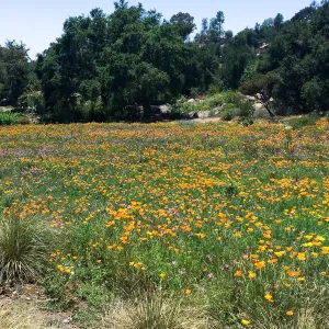 Meadow; Poppies, Clarkia
