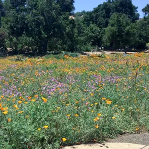 Meadow; Poppies, Clarkia