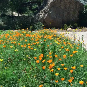 Meadow; Poppies, Clarkia, looking at Blakesly Boulder