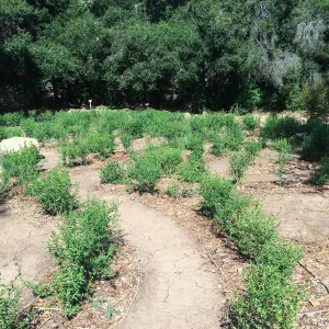 Centennial Maze