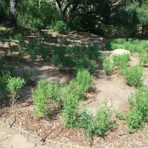 Centennial Maze