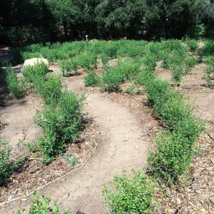 Centennial Maze