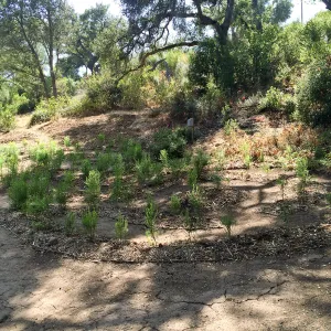 Centennial Maze