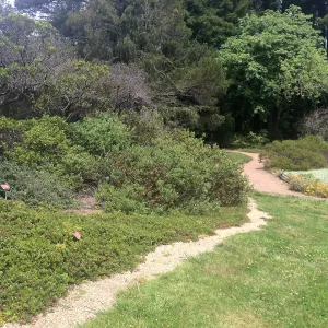 Manzanita groundcover, Tilden Regional Parks Botanic Garden