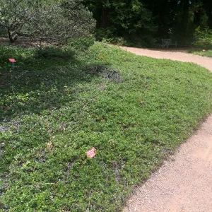 Arctostapylos uva-ursi, Tilden Regional Parks Botanic Garden