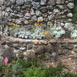 Dudleya farinosa, Tilden Regional Parks Botanic Garden