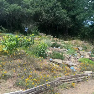 Rock garden, Tilden Regional Parks Botanic Garden