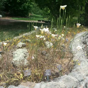 Calochortus in bulb bed at the Tilden Regional Parks Botanic Garden