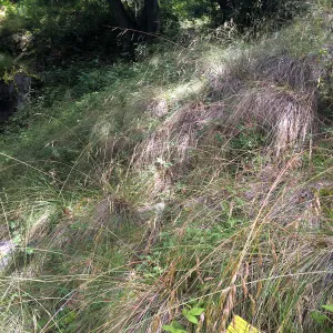 Festuca californica, Tilden Regional Parks Botanic Garden