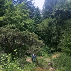Tilden Regional Parks Botanic Garden
