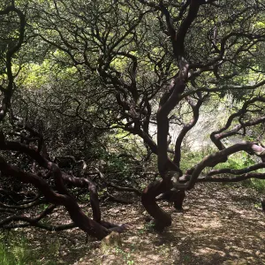 Arctostaphylos (Manzanita) at Tilden Regional Parks Botanic Garden