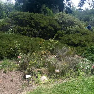 Tilden Regional Parks Botanic Garden