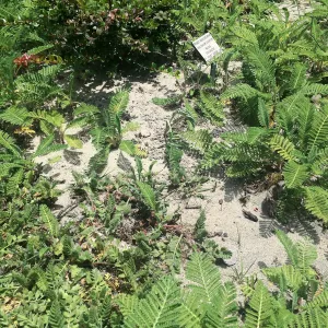 Raised sand bed at Tilden Regional Parks Botanic Garden