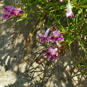 Desert Willow