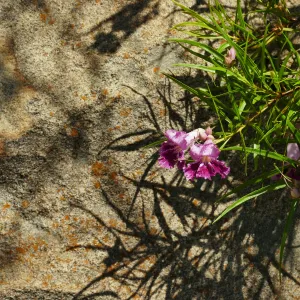 Desert Willow