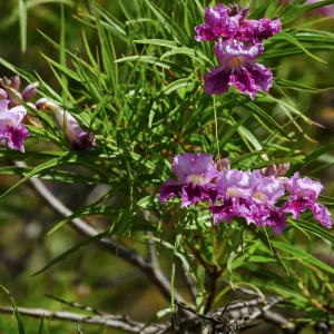 Desert Willow