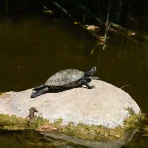 Turtle at the Bessie Bullard Pond