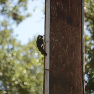Acorn woodpecker