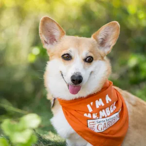 Trails â€˜n' Tails 2016