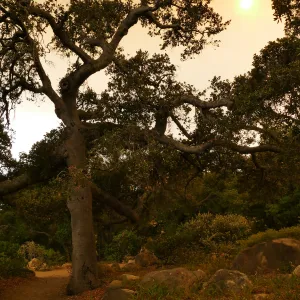 Oak in Manzanita Section in smoke-filtered light from Rey Fire