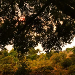 Oak in Manzanita Section in smoke-filtered light from Rey Fire