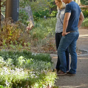 2016 Fall Native Plant Sale Preview Party