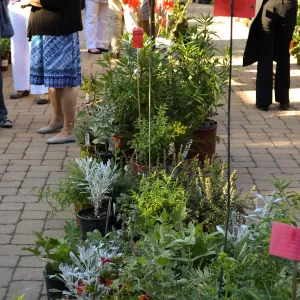 2016 Fall Native Plant Sale Preview Party