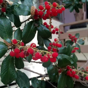 Comarostaphylis diversifolia 