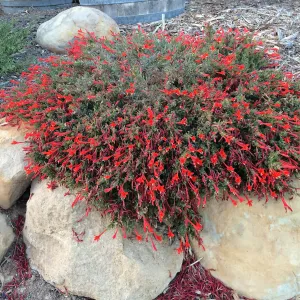 Peter Schuyler garden, Epilobium