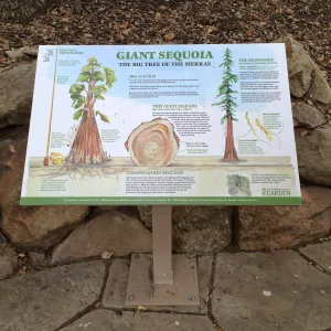 Redwood round Exhibit, Sequoiadendron giganteum sign