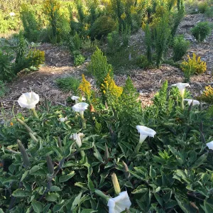 Datura wrightii and Solidago elongata
