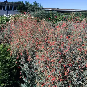 Touring gardens with Isabelle Greene. Epilobium border