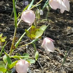 Santa Cruz Island Trip, Fairy Lanterns (Calochortus albus)