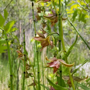 Santa Cruz Island Trip, Stream Orchid (Epipactis gigantea)