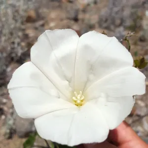 Santa Cruz Island Trip, Southern California morning glory (Calystegia macrostegia ssp macrostegia)