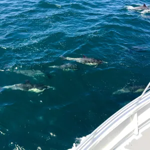Santa Cruz Island Trip, dolphins from the boat