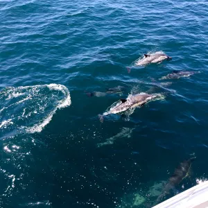 Santa Cruz Island Trip, dolphins from the boat