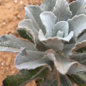 Santa Cruz Island Trip, Island bristleweed (Hazardia detonsa)