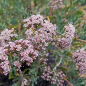 Santa Cruz Island Trip, Santa Cruz Island buckwheat (Eriogonum arborescens)