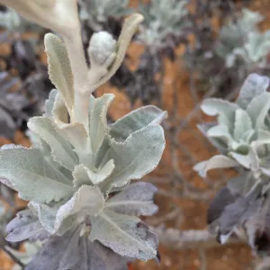 Santa Cruz Island Trip, Island bristleweed (Hazardia detonsa)