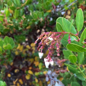 Santa Cruz Island Trip, Island manzanita (Arctostaphylos insularis)