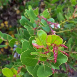 Santa Cruz Island Trip, Island manzanita (Arctostaphylos insularis)