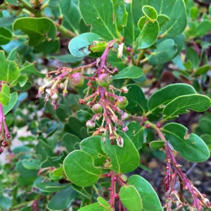 Santa Cruz Island Trip, Island manzanita (Arctostaphylos insularis)